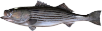 greyfish